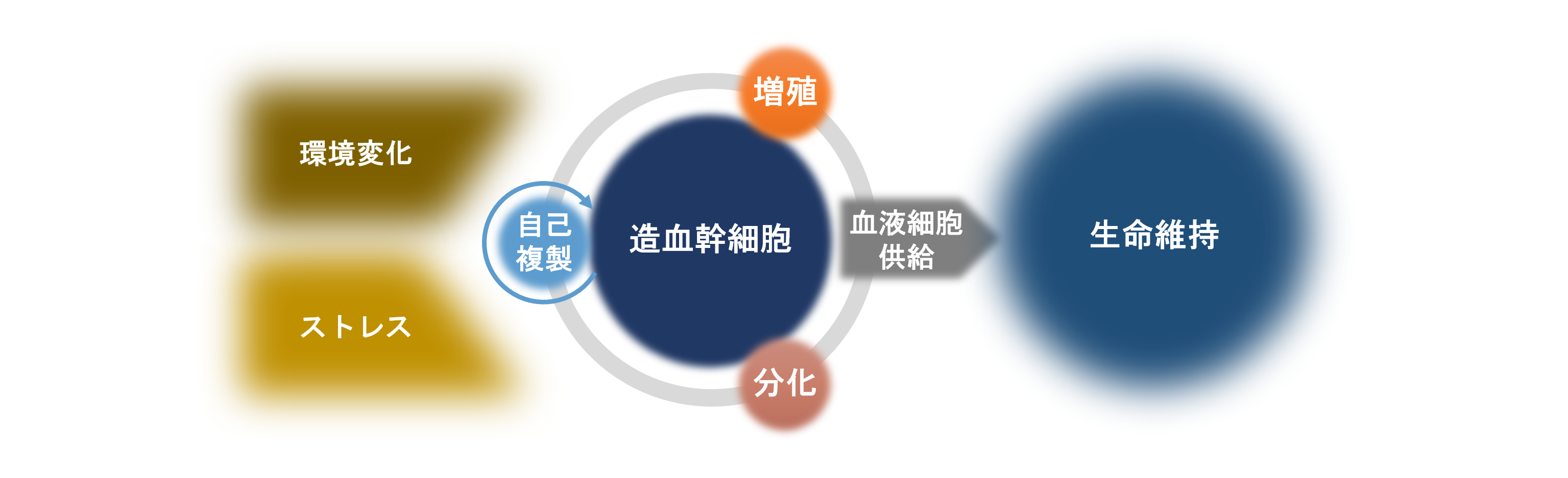 造血幹細胞の制御機構の図