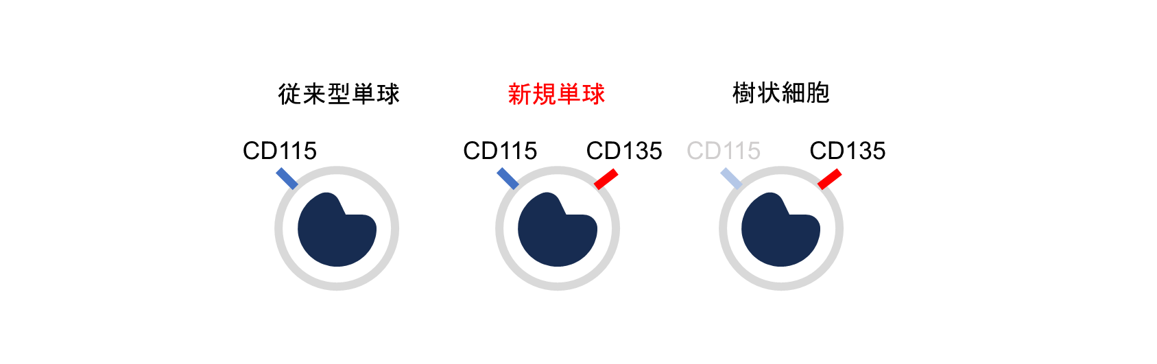 単球の分化制御機構と新規単球の機能の解明の図